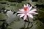 Borneo
Flor de loto en Bali
Borneo