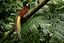 Borneo
Ave del paraiso Paradisaea apoda mayor
Borneo