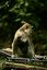 Borneo
Macaco de cola larga Macaca fascicularis Borneo
Borneo