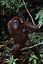 Borneo
Orangutan Pongo pygmaeus Borneo
Borneo