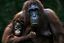 Borneo
Orangutan Pongo pygmaeus Borneo
Borneo