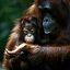 Borneo
Orangutan Pongo pygmaeus Borneo
Borneo