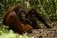 Borneo
Orangutan Pongo pygmaeus Borneo
Borneo