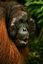 Borneo
Orangutan Pongo pygmaeus Borneo
Borneo