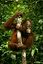 Borneo
Orangutan Pongo pygmaeus Borneo
Borneo