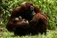 Borneo
Orangutan Pongo pygmaeus Borneo
Borneo