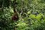 Borneo
Orangutan Pongo pygmaeus Borneo
Borneo