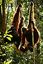 Borneo
Orangutan Pongo pygmaeus Borneo
Borneo