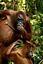 Borneo
Orangutan Pongo pygmaeus Borneo
Borneo