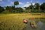 Sulawesi
Alrededores de Suaya Sulawesi
Sulawesi