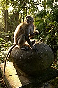 Monkey Forest, Bali, Indonesia