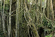 Monkey Forest, Bali, Indonesia