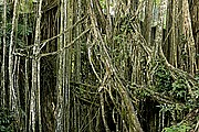 Monkey Forest, Bali, Indonesia