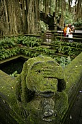 Monkey Forest, Bali, Indonesia