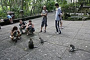 Monkey Forest, Bali, Indonesia