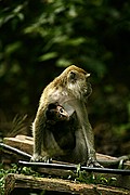 Objetivo 100 to 400
Macaco de cola larga Macaca fascicularis Borneo
Borneo
BORNEO
Foto: 17755