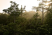 Tanjunj Puting, Borneo, Indonesia