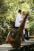 Tanjunj Puting, Borneo, Indonesia