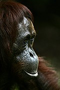 Objetivo 100 to 400
Orangutan Pongo pygmaeus Borneo
Borneo
BORNEO
Foto: 17741