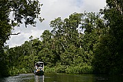 Tanjunj Puting, Borneo, Indonesia