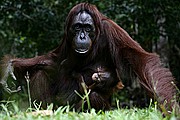 Objetivo EF 100 Macro
Orangutan Pongo pygmaeus Borneo
Borneo
BORNEO
Foto: 17736