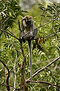 Objetivo 100 to 400
Macaco de cola larga Macaca fascicularis Borneo
Borneo
BORNEO
Foto: 17733