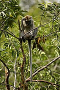 Borneo, Borneo, Indonesia