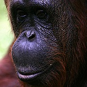 Objetivo 100 to 400
Orangutan Pongo pygmaeus Borneo
Borneo
BORNEO
Foto: 17728