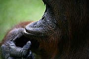 Objetivo 100 to 400
Orangutan Pongo pygmaeus Borneo
Borneo
BORNEO
Foto: 17727