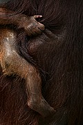 Objetivo 100 to 400
Orangutan Pongo pygmaeus Borneo
Borneo
BORNEO
Foto: 17725