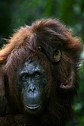 Objetivo 100 to 400
Orangutan Pongo pygmaeus Borneo
Borneo
BORNEO
Foto: 17723
