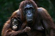 Objetivo 100 to 400
Orangutan Pongo pygmaeus Borneo
Borneo
BORNEO
Foto: 17722