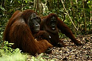 Objetivo 100 to 400
Orangutan Pongo pygmaeus Borneo
Borneo
BORNEO
Foto: 17720