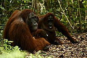 Borneo, Borneo, Indonesia