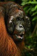 Objetivo 100 to 400
Orangutan Pongo pygmaeus Borneo
Borneo
BORNEO
Foto: 17719