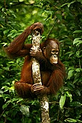 Objetivo 100 to 400
Orangutan Pongo pygmaeus Borneo
Borneo
BORNEO
Foto: 17718