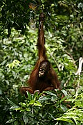 Objetivo 100 to 400
Orangutan Pongo pygmaeus Borneo
Borneo
BORNEO
Foto: 17715