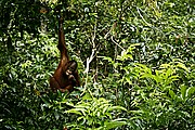 Objetivo 100 to 400
Orangutan Pongo pygmaeus Borneo
Borneo
BORNEO
Foto: 17714