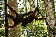 Objetivo 100 to 400
Orangutan Pongo pygmaeus Borneo
Borneo
BORNEO
Foto: 17713