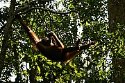 Objetivo 100 to 400
Orangutan Pongo pygmaeus Borneo
Borneo
BORNEO
Foto: 17712