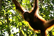 Objetivo 100 to 400
Orangutan Pongo pygmaeus Borneo
Borneo
BORNEO
Foto: 17711