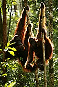 Objetivo 100 to 400
Orangutan Pongo pygmaeus Borneo
Borneo
BORNEO
Foto: 17710