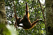 Objetivo 100 to 400
Orangutan Pongo pygmaeus Borneo
Borneo
BORNEO
Foto: 17709