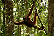 Objetivo 100 to 400
Orangutan Pongo pygmaeus Borneo
Borneo
BORNEO
Foto: 17708