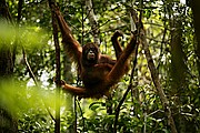 Objetivo 100 to 400
Orangutan Pongo pygmaeus Borneo
Borneo
BORNEO
Foto: 17707