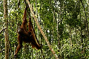 Objetivo 100 to 400
Orangutan Pongo pygmaeus Borneo
Borneo
BORNEO
Foto: 17706