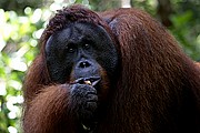 Objetivo 100 to 400
Orangutan Pongo pygmaeus Borneo
Borneo
BORNEO
Foto: 17705