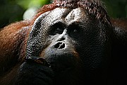 Objetivo 100 to 400
Orangutan Pongo pygmaeus Borneo
Borneo
BORNEO
Foto: 17704