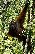 Objetivo 100 to 400
Orangutan Pongo pygmaeus Borneo
Borneo
BORNEO
Foto: 17703
