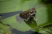 Objetivo 100 to 400
Bufo sp  Java
Java
JAVA
Foto: 17696